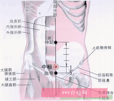 中极穴穴位位置解剖图