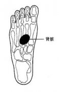 肾脏在脚底的反射区肾脏的反射区