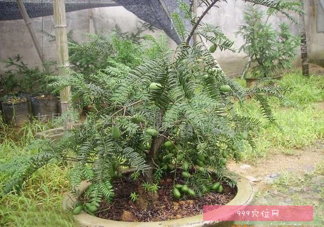 香榧盆景种植方法图片