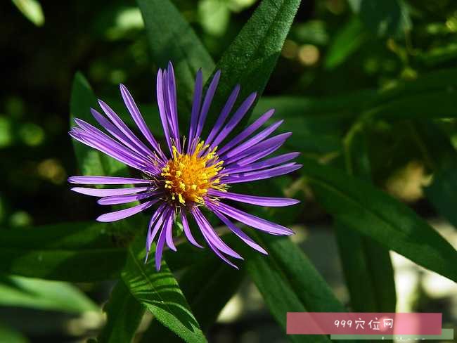 蓬安紫苑图片