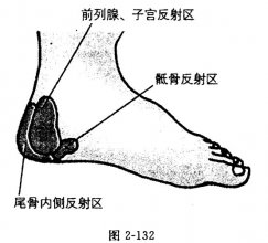 前列腺、子宫反射区图：足部反射区足子宫反射区
